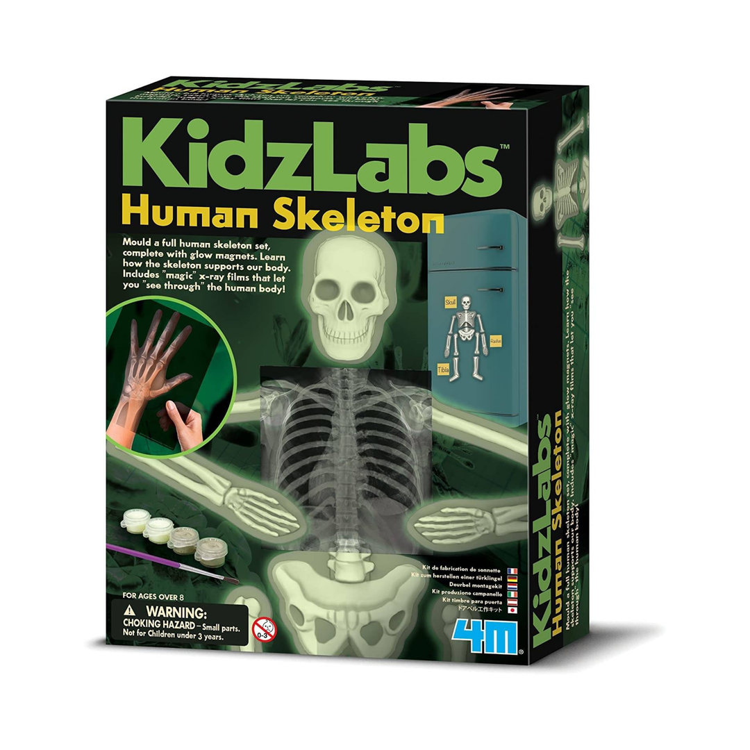 4M KidzLabs Glow Human Skeleton