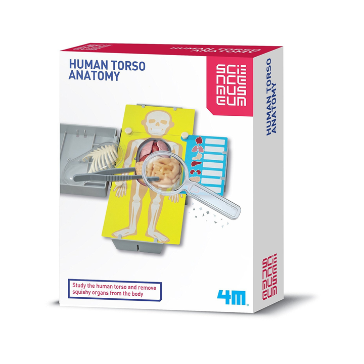 4M KidzLabs Human Torso Anatomy Kit