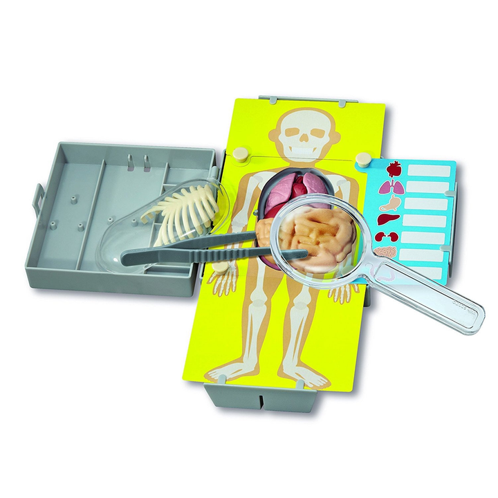 4M KidzLabs Human Torso Anatomy Kit