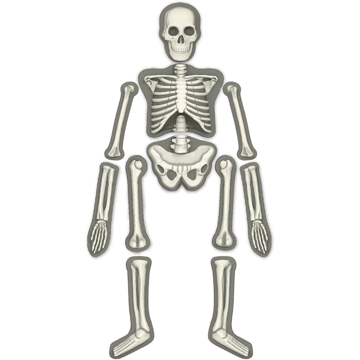 4M KidzLabs Glow Human Skeleton