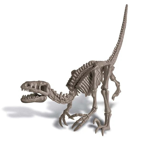 4M KidzLabs Dig a Velociraptor Skeleton