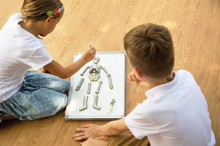 4M KidzLabs Glow Human Skeleton