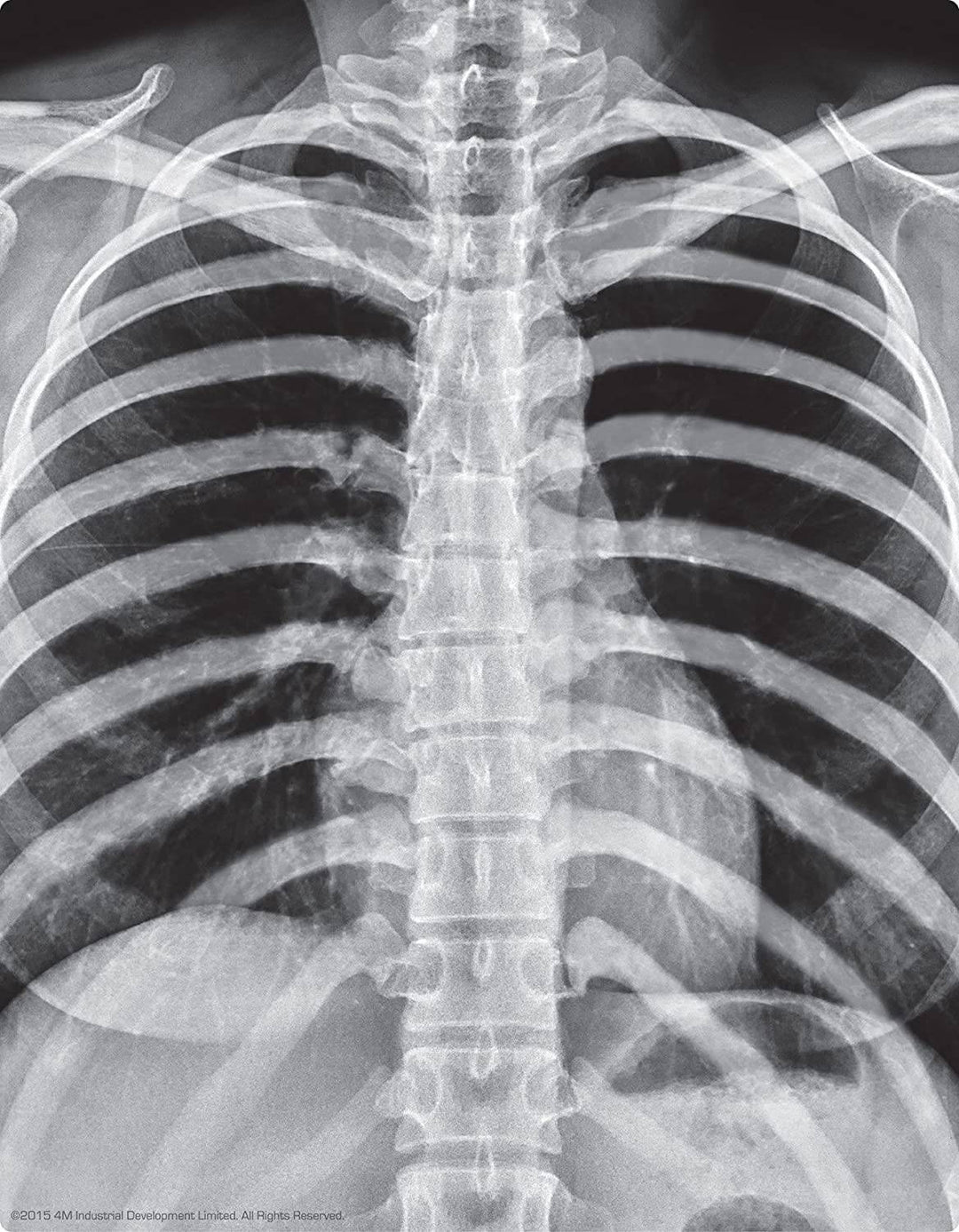 4M KidzLabs Glow Human Skeleton