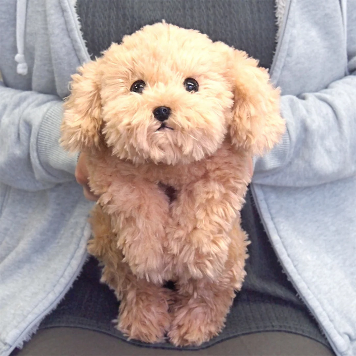 Sunlemon Lying Dog Stuffed Toy Poodle